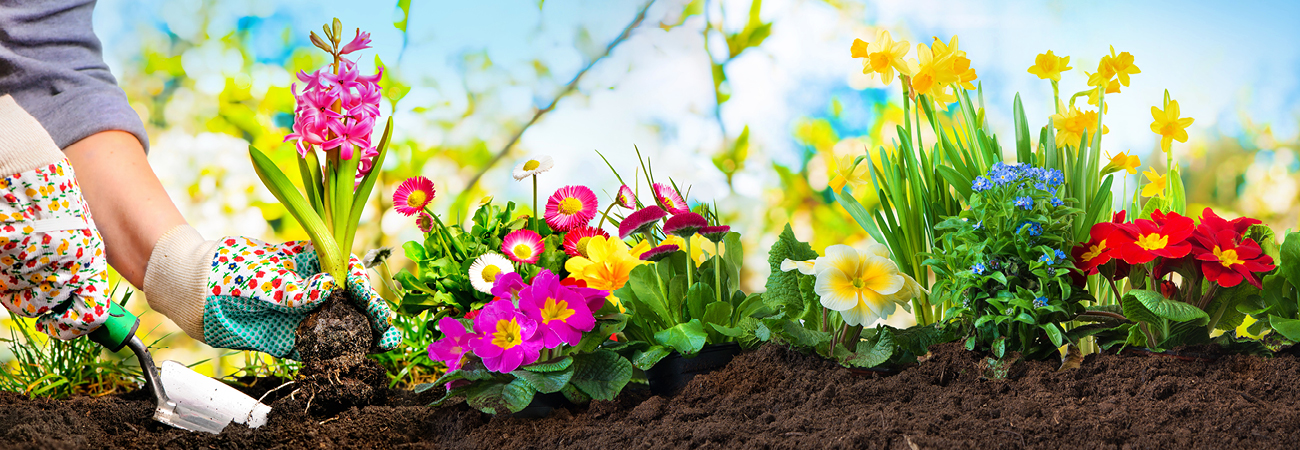 Tips for Planting Garden Beds