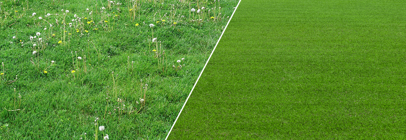 How To Stop Lawn Weeds