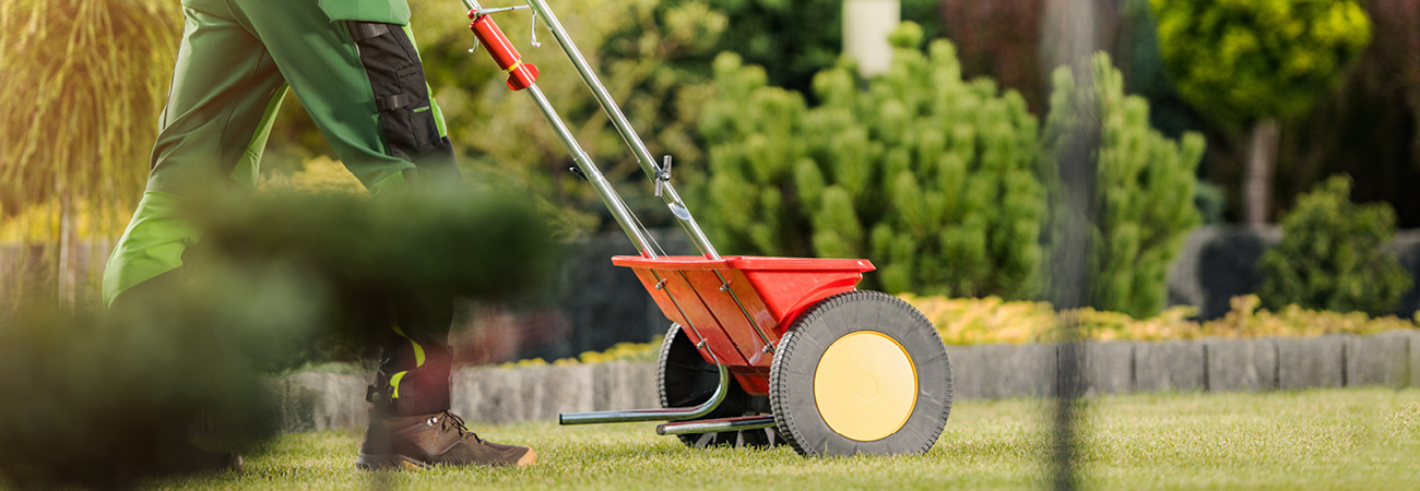 How To Overseed Your Lawn
