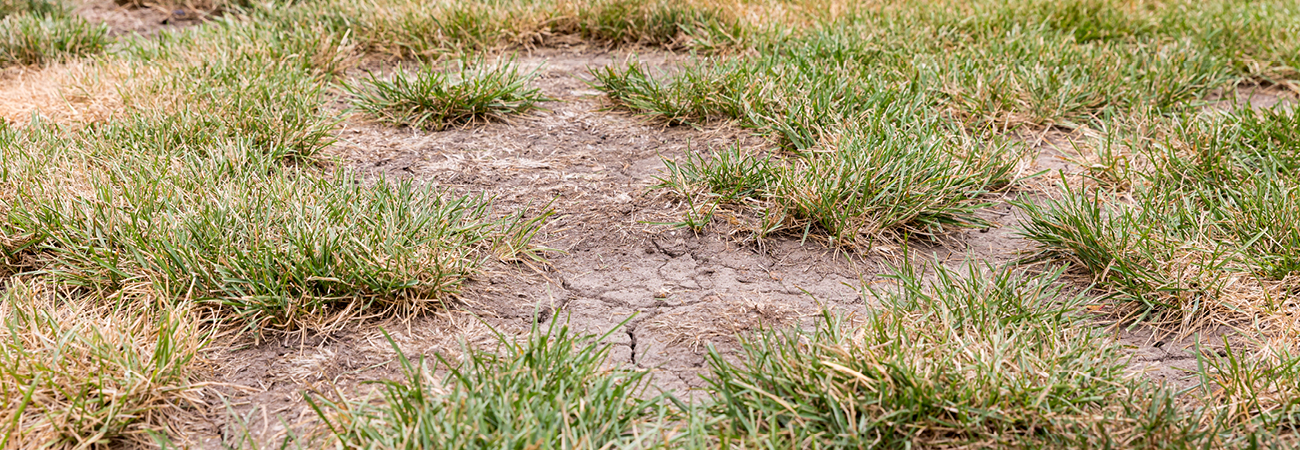 How To Patch Bare Spots In Lawn