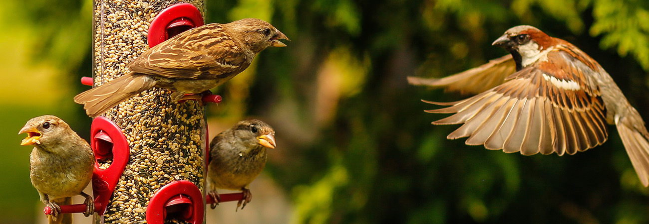 How to Set Up a Bird Feeder