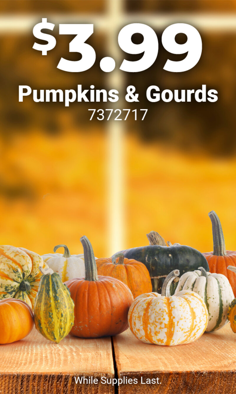 Pumpkins & Gourds - 7372117