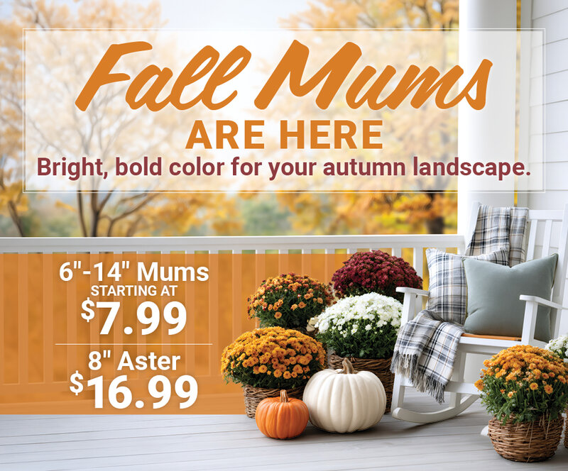 Fall Mums Are Here