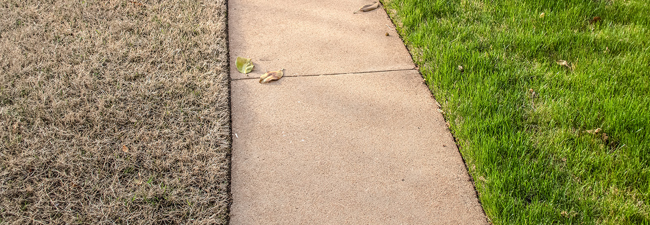 Restore a Thinning Lawn